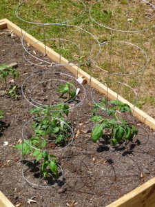 tomato cages