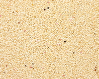 Amaranth