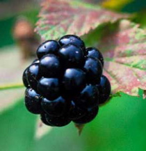 Blackberries