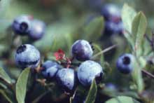 Blueberries