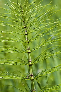 Horsetail