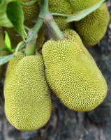 Jackfruit