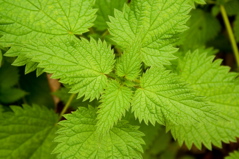 Nettles