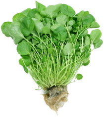 Watercress